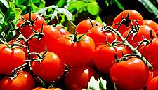 Sales Of Organic Food Products Grew By 10% In Italy In 2018