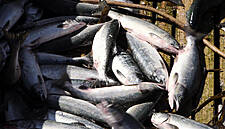Britain's Largest Fishing Port Sees 18% Fall In Catch After Brexit