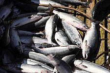Britain's Largest Fishing Port Sees 18% Fall In Catch After Brexit