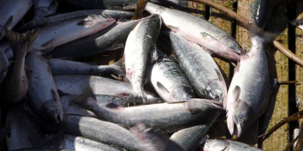 Frozen Fare Cold Comfort For Fishing Industry Battered By Coronavirus