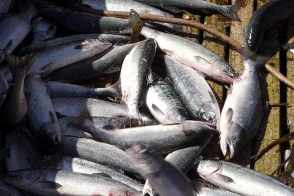Overfishing And Climate Change Closely Linked, Study Claims