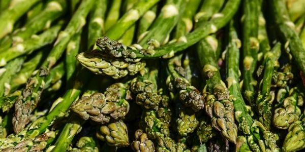 In Spain, Asparagus Lies Unpicked As Lockdown Shuts Out Migrant Workers