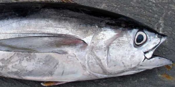 Chinese-Owned Fishery Achieves First MSC Certification For Bigeye Tuna