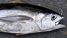 'Still An Ocean Apart' On Fisheries In UK Trade Talks: EU Official