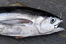 'Still An Ocean Apart' On Fisheries In UK Trade Talks: EU Official