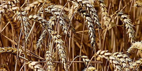 China Will Not Hike Grain Import Quotas For US Trade Deal