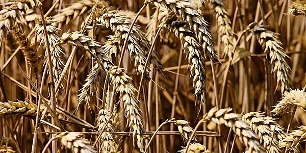 Germany Seeks New Wheat Export Markets As Saudi Opens To Russia