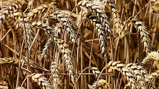 Wheat Near 18-Month High Due To Global Supply Concerns