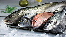 Paving The Way For Responsible Aquaculture In Greece And The Mediterranean