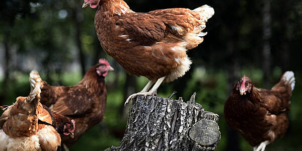 Netherlands Commences Bird Flu Vaccination Programme At Hen Farm