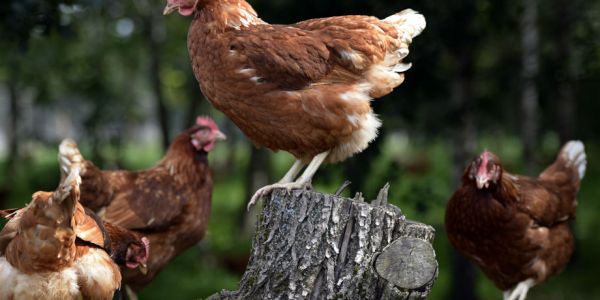 Sainsbury's Commits To 100% Free-Range Eggs By April 2020