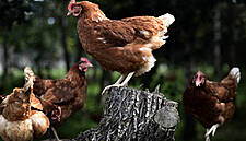 Sainsbury's Commits To 100% Free-Range Eggs By April 2020