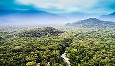 Nestlé Extends Support To Develop Radar-Based Forest Monitoring System