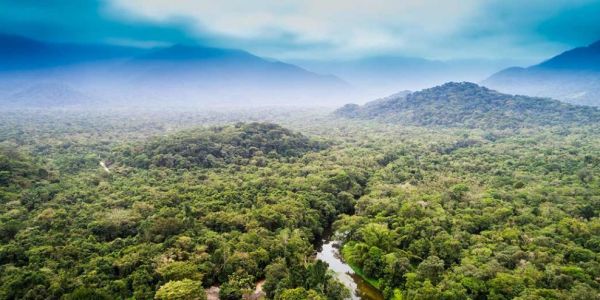 Nestlé Extends Support To Develop Radar-Based Forest Monitoring System