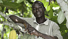 Rewe Group To Offer Living Income Premium To Cocoa Farmers