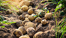 EU Sets Out Support For Struggling Farmers