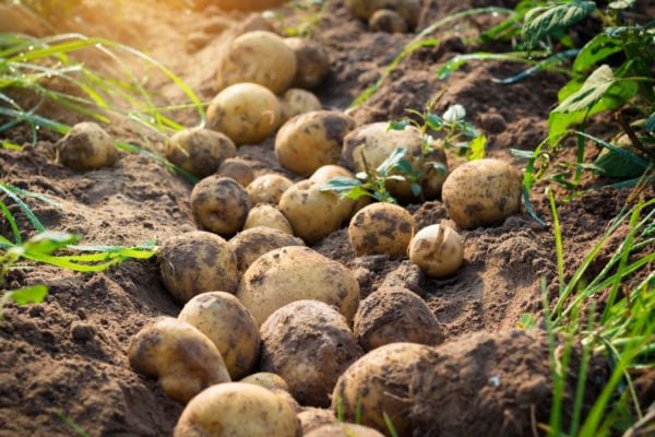 Farmers Urge EU To Keep Open Market To Ensure Food Supplies