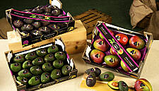 Montosa Combines Tradition And Quality