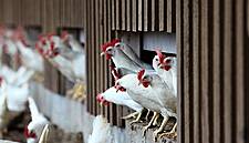 Bulgaria Reports Two New Bird Flu Outbreaks