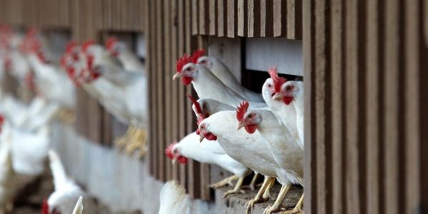 Bulgaria Reports Two New Bird Flu Outbreaks