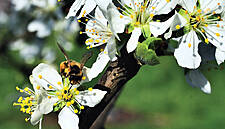 EU To Halve Pesticides By 2030 To Protect Bees, Biodiversity