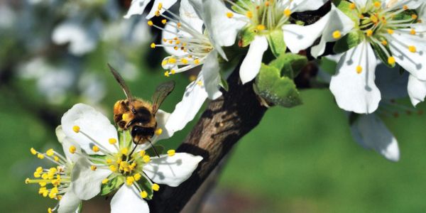 EU's Bid To Save Bees Stings Sugar Beet Farmers