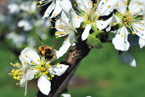 EU To Halve Pesticides By 2030 To Protect Bees, Biodiversity