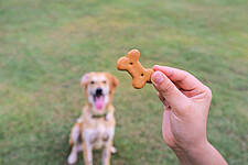Pet Food Shortages Leave Owners Struggling