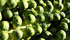 Waitrose Relaxes Size And Shape Guidelines For Brussels Sprouts