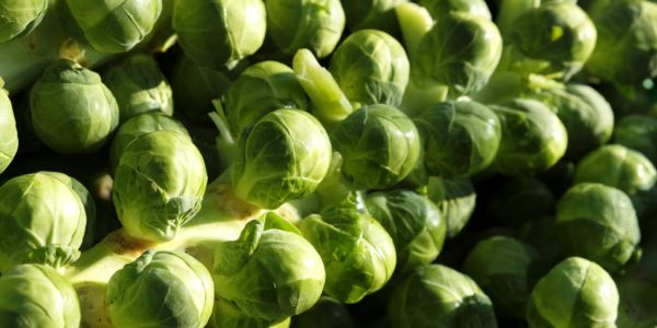 Waitrose Relaxes Size And Shape Guidelines For Brussels Sprouts