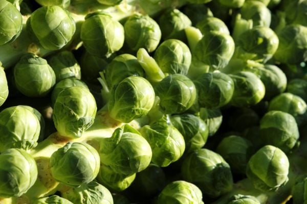 Waitrose Relaxes Size And Shape Guidelines For Brussels Sprouts