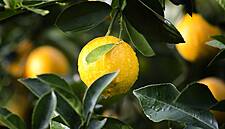 Lemon Prices In Europe Double Due To Increased Demand