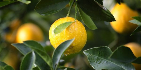 Lemon Prices In Europe Double Due To Increased Demand