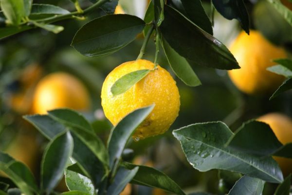 Lemon Prices In Europe Double Due To Increased Demand