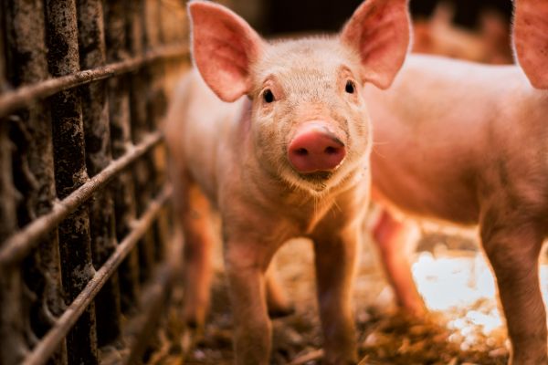 M&S, Waitrose And Coop Switzerland Named As Global Leaders In Farm Animal Welfare