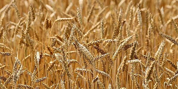 Grain Exports From Ukraine Down 44% So Far In June, Data Showed