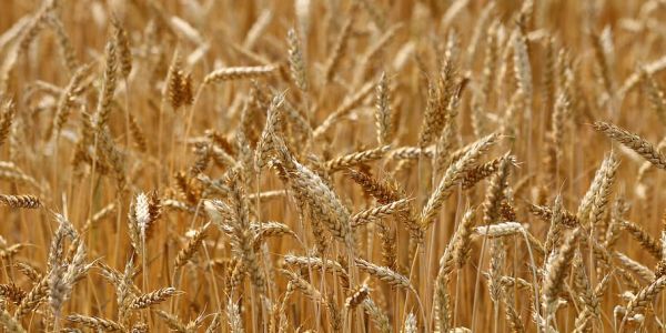 U.S. Wheat Futures Rally, Pull Corn Higher As Ukraine Export Prospects Dim