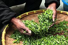 Coronavirus Brews Trouble For Tea, Disrupts Supply As Demand Spikes