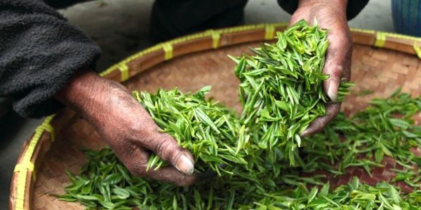 India's Tea Output Drops In 2020, Lifts Prices To A Record High