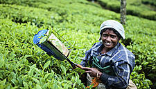 SIM Evaluates The Impact Of COVID-19 On Supply Chains