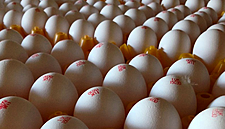Tesco Re-Introduces White Eggs After More Than 40 Years