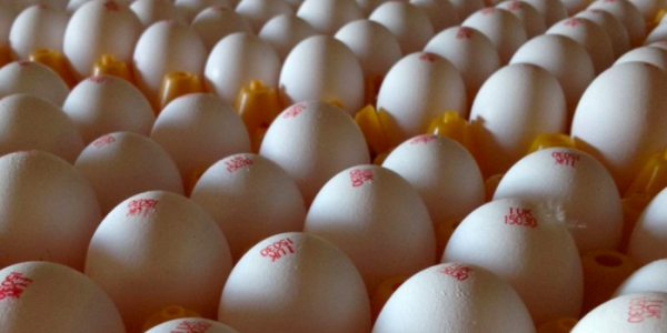 Lidl Switzerland Expands Eggs Range
