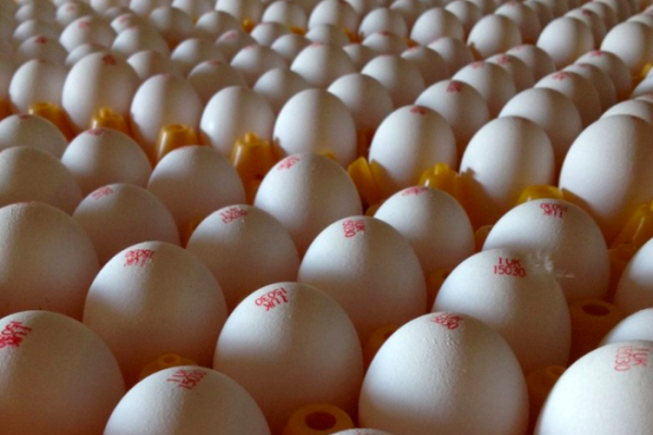 Tesco Re-Introduces White Eggs After More Than 40 Years