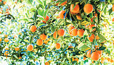 Buyer's Brief – An Unexpected Boost For Orange Juice