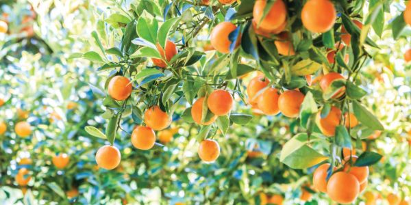 Buyer's Brief – An Unexpected Boost For Orange Juice