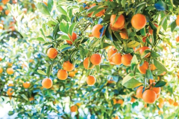 Buyer's Brief – An Unexpected Boost For Orange Juice