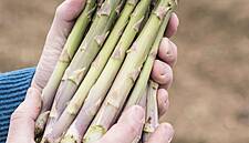Waitrose Relaxes Size And Shape Guidelines For Vegetables