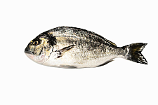 Philosofish SA Recognised For Sea Bass, Sea Bream, Pagrus