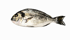 Philosofish SA Recognised For Sea Bass, Sea Bream, Pagrus