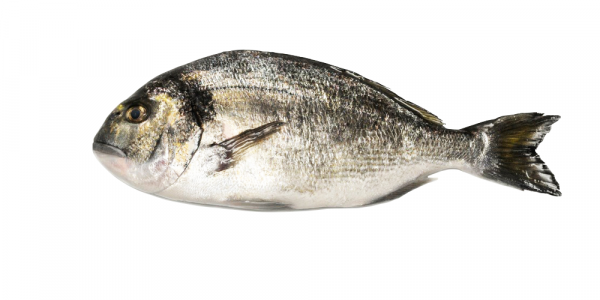 Philosofish SA Recognised For Sea Bass, Sea Bream, Pagrus